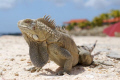 Bonaire Iguana at Sand Dollar Resort 